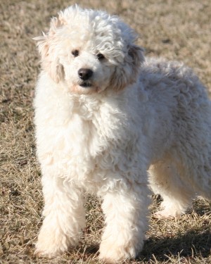 Miniature poodle puppy